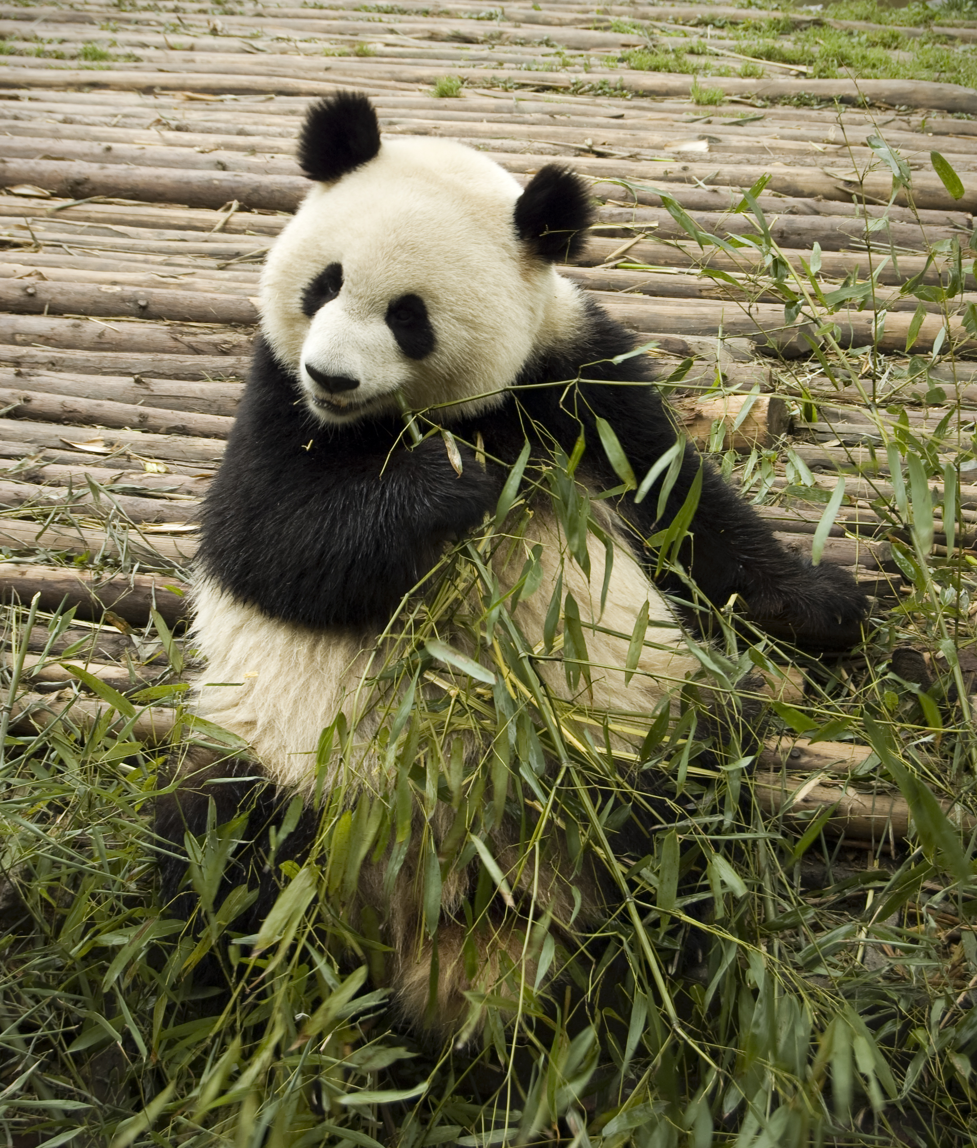panda feeding